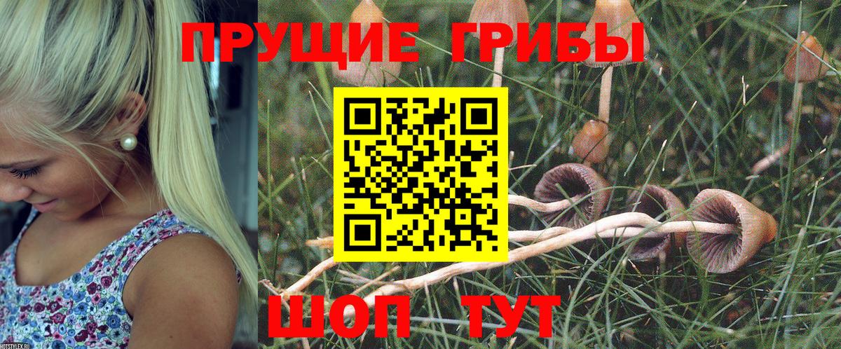 Псилоцибиновые грибы GOLDEN TEACHER  Вход с VPN  Владикавказ 